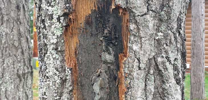 Fatal Oak Tree Disease 'Oak Wilt' Spreading Throughout NW