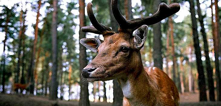 County-by-County Proposals For Fall Deer Seasons