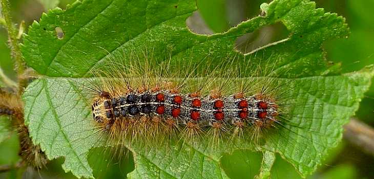 Gypsy Moth Aerial Spraying to Begin in May
