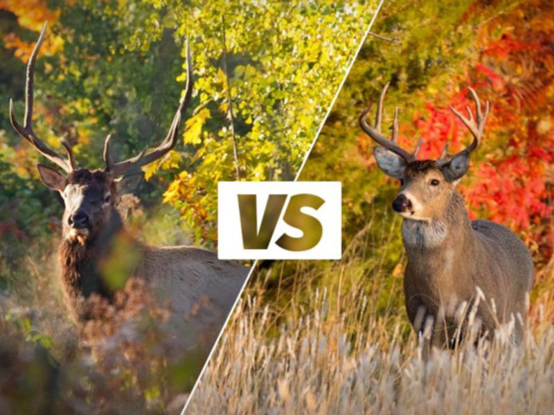 Wisconsin DNR: 'Know Your Target: Don’t Accidentally Shoot Elk Or Moose This Hunting Season'