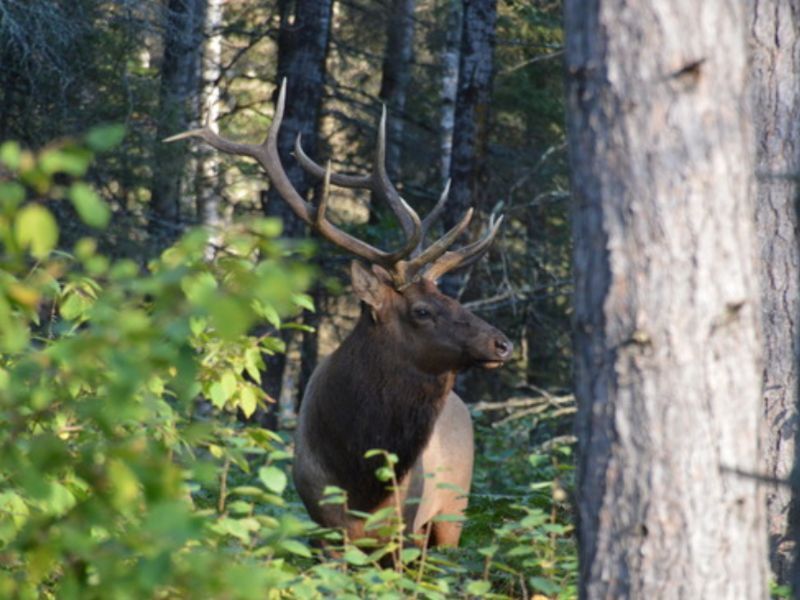 Apply Now For The 2024 Wisconsin Elk Season
