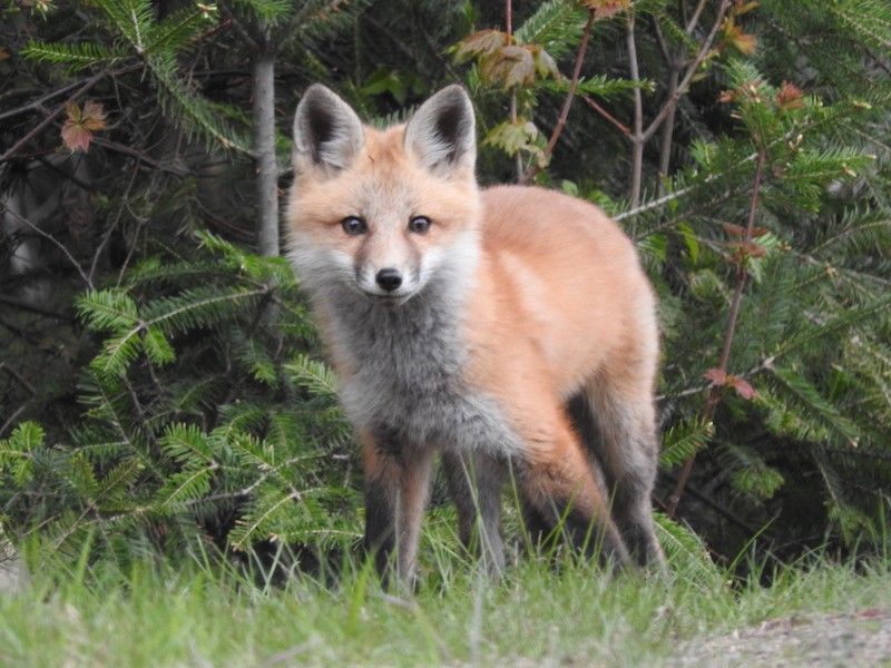 Natural Connections: The Fantastic Fox