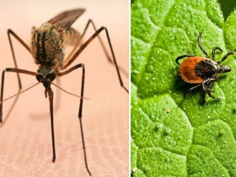 Fight The Bite! Take Action To Prevent Tick And Mosquito Bites