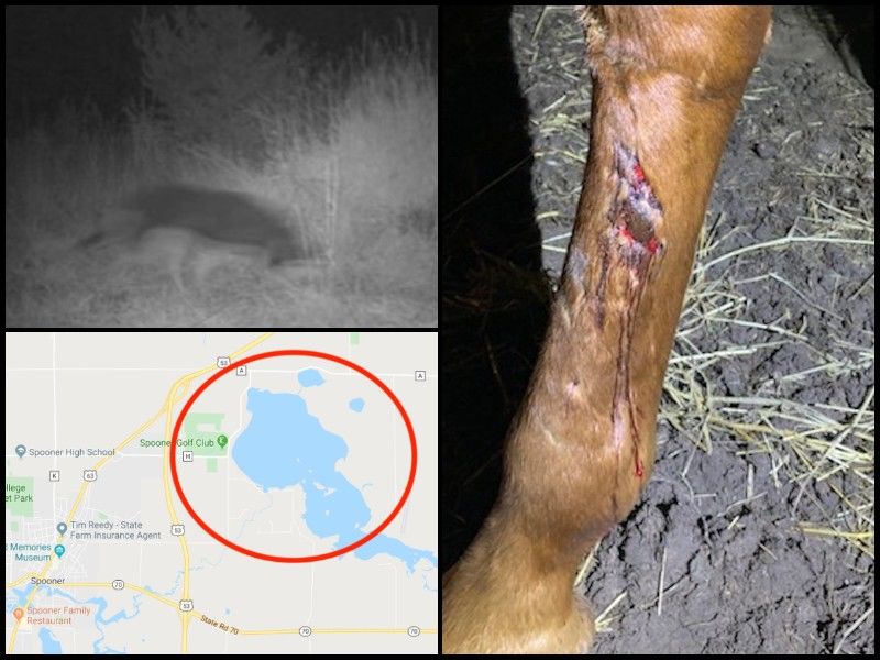 Wolves Caught On Trail Cam After Horse Attacked In Washburn County