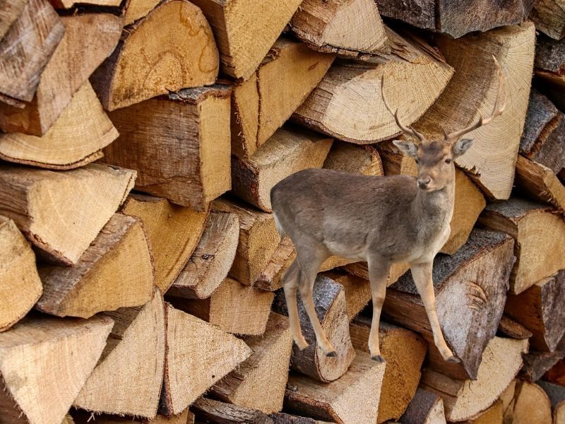 Hunters And Firewood: Buy It Where You Burn It
