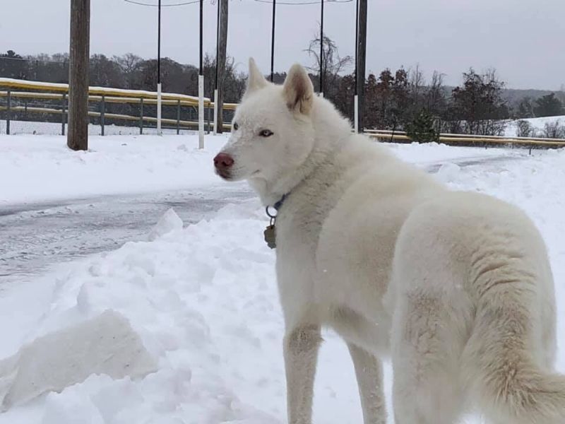 UPDATE: White Siberian Husky Missing Near Spooner Found Safe
