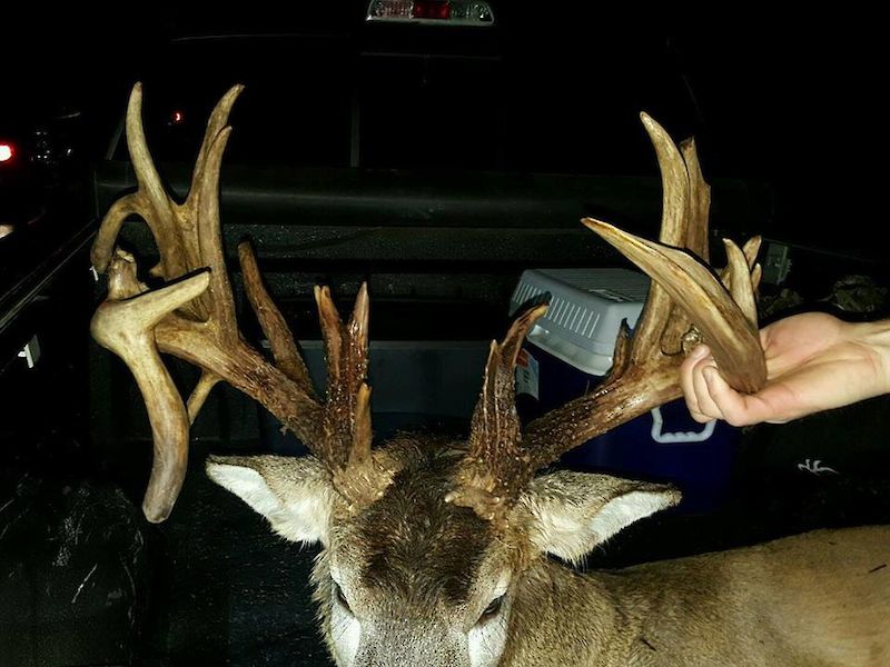 23 Point Buck Hit By Car on Hwy 63