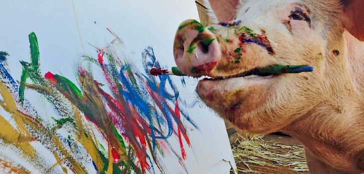 Meet 'Pigcasso': The Painting Pig Who Was Saved From Slaughter