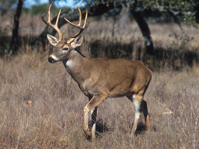 Wisconsin's Annual Nine-Day Gun Deer Hunt Sees Increase In Statewide Buck Harvest