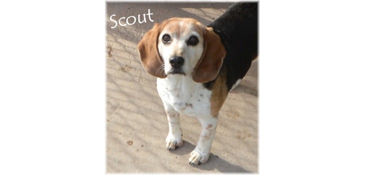 Pet of the Week: 'Scout'