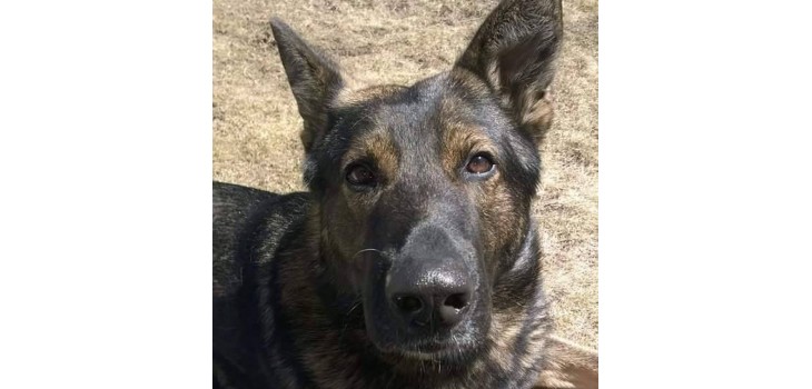 K-9 Trace Has Had Busy Last Couple of Weeks