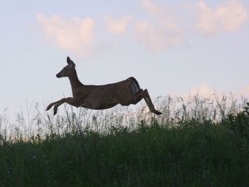 Passionate About Deer Hunting? The DNR Wants To Hear From You