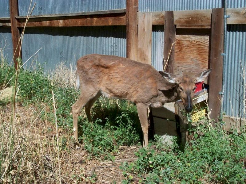 CWD Not Detected In Depopulated Burnett County Elk Herd