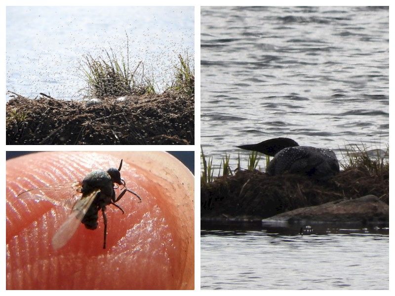 Natural Connections: Loons And Blackflies