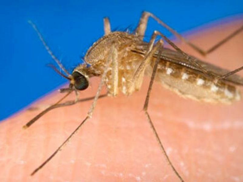 Wisconsin Discontinues Dead Bird Reporting: Tips For Preventing West Nile Virus