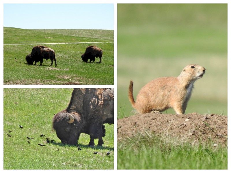 Natural Connections: Brown Headed Cowbirds And Bison