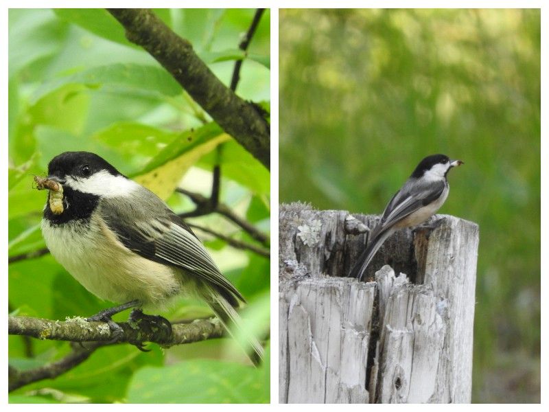 Natural Connections: Chickadees Nesting