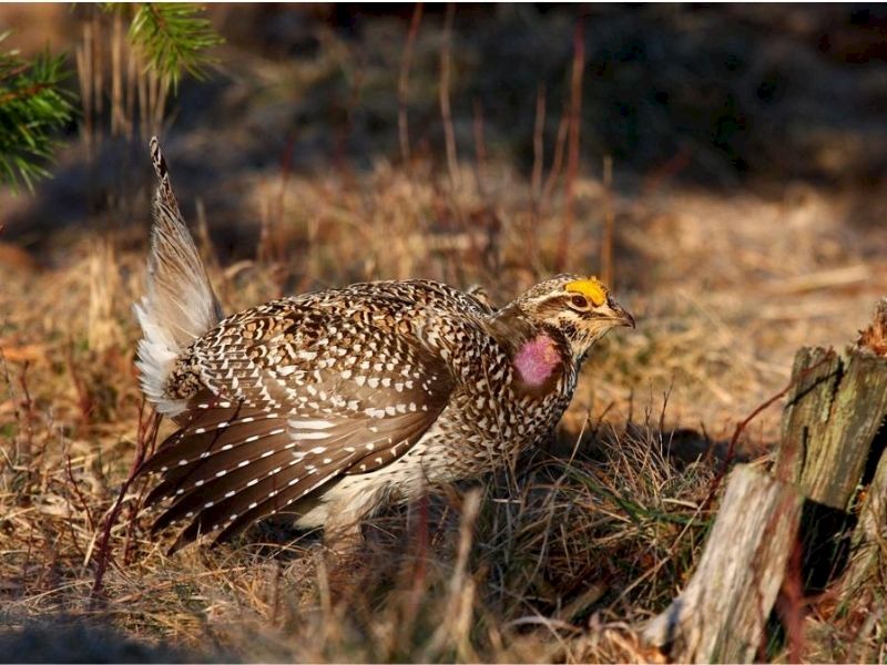 No Sharp-Tailed Grouse Hunting Season For Fall 2020