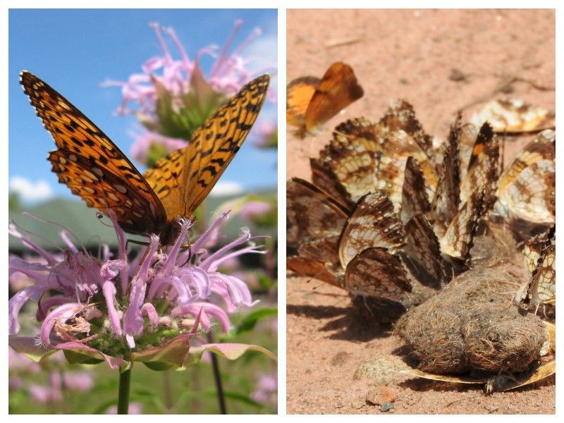 Natural Connections: Butterflies Are Weird