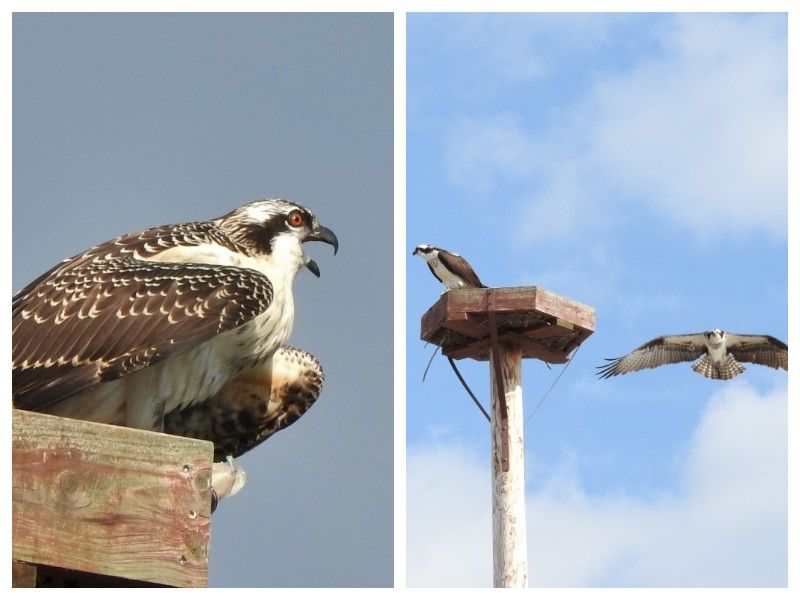 Natural Connections: Ospreys Right On Schedule
