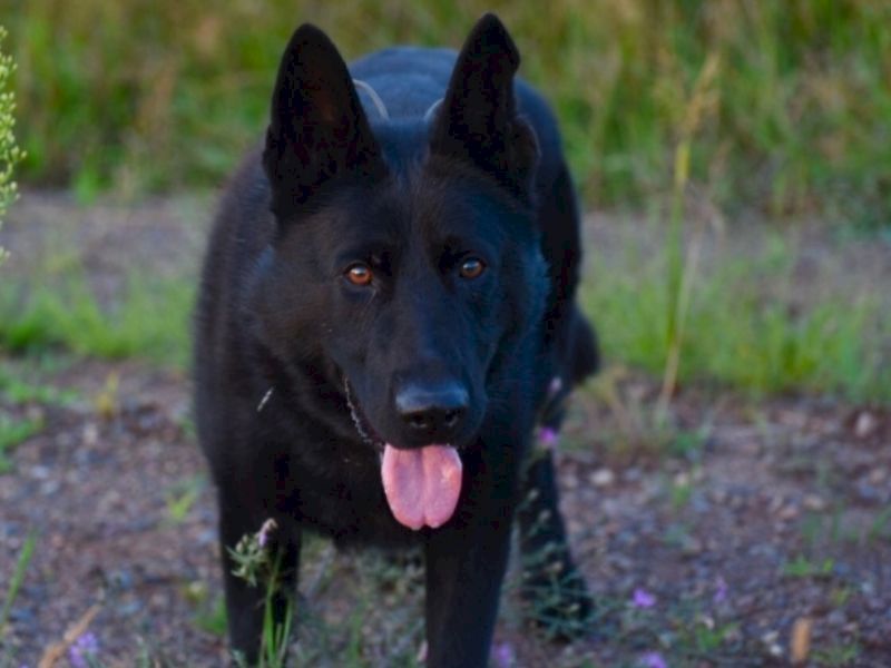 Polk County Sheriff’s Office Says K-9 ‘Jaeger’ Put Down Due To ‘Unforeseen Medical Condition’