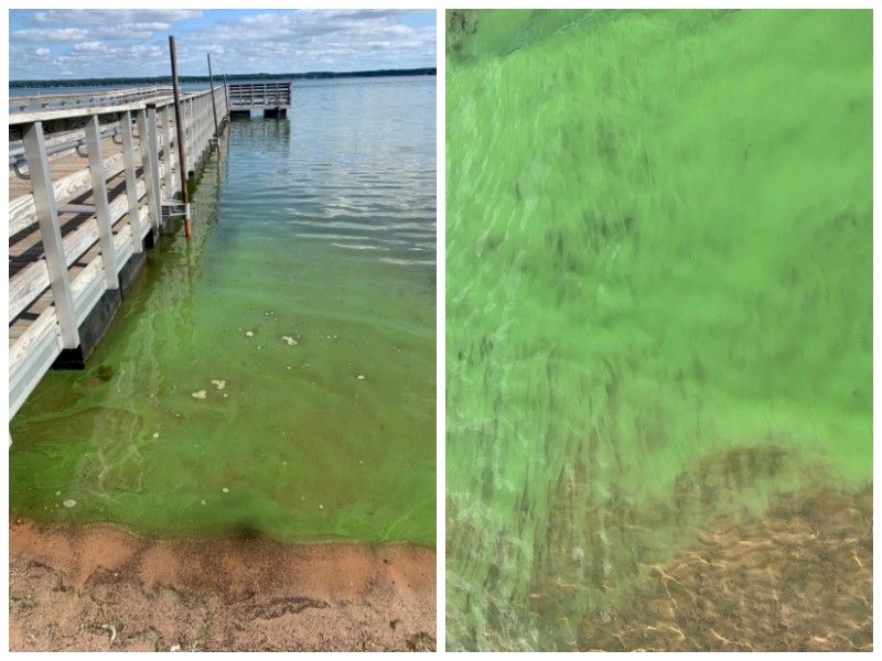 Blue-Green Algae Identified On Shell Lake
