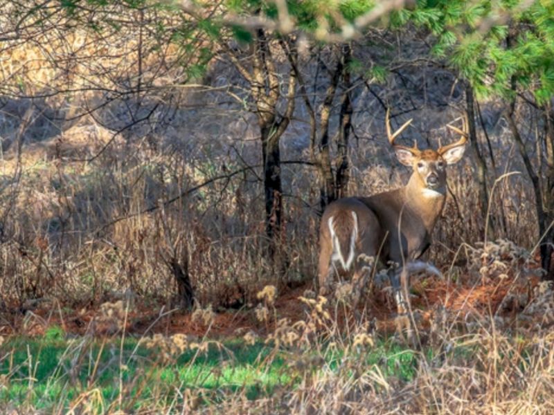 Statewide Deer Hunter Diary Study To Be Conducted This Fall