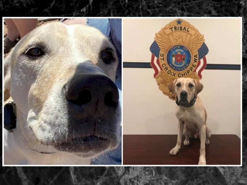 Retired St. Croix Tribal Police K9 ‘Auggie’ Passes Away