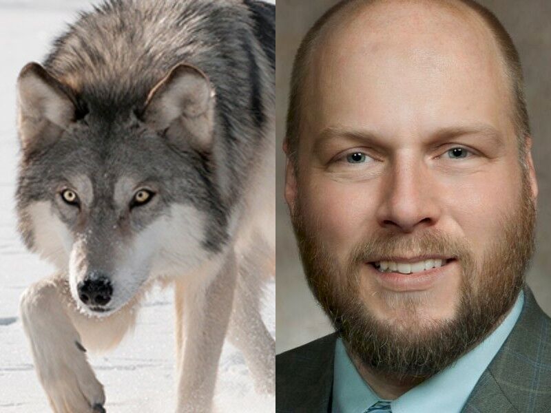 Rep. Milroy Statement On Gray Wolves Being Delisted From Endangered Species List
