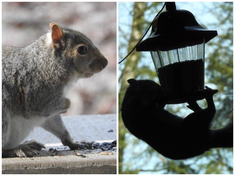 Natural Connections: Finding Something To Like About Squirrels