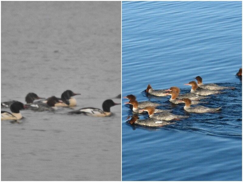 Natural Connections: Mergansers On Migration