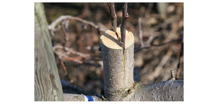 Apple Pruning and Grafting Workshops Offered in Rural Grantsburg