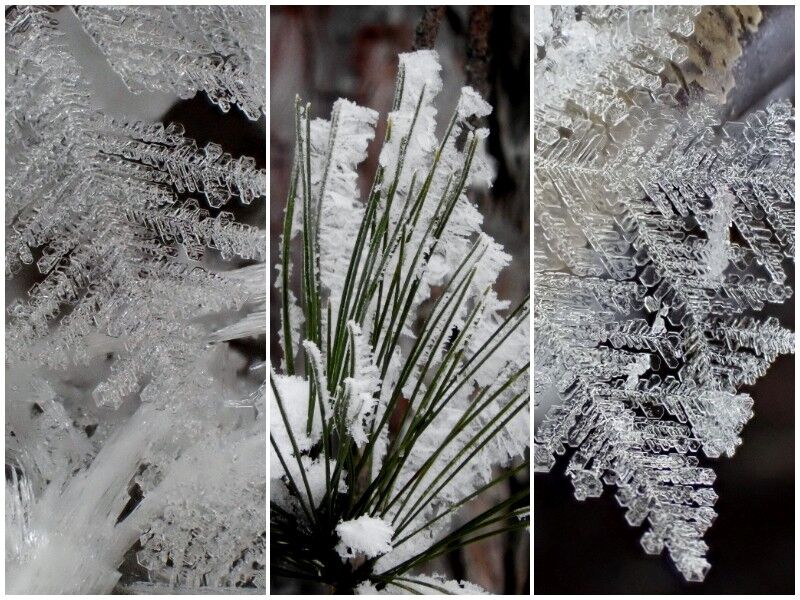 Natural Connections: Rime Ice And Hoarfrost Make The Hidden Visible