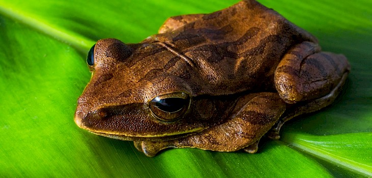 It's Frog Counting Time