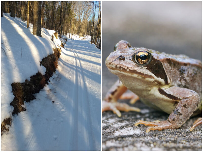 Natural Connections: Wood Frog Winter