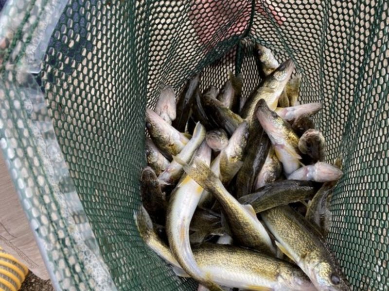 Spooner Hatchery Among Two DNR Investigating For Disproportionate Amount Of Stocked Female Walleye