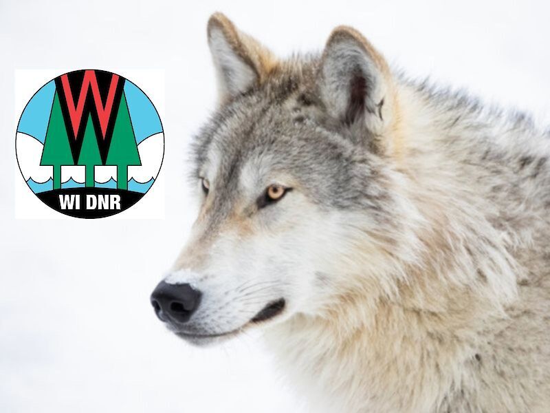 DNR Continues Partnership With USDA To Manage Wolf Conflicts