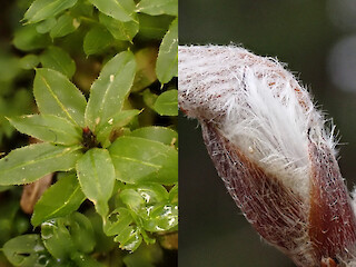 Natural Connections: The Lessons Of A Northwoods Spring Article Image
