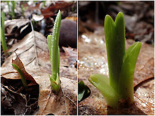 Natural Connections: The Smells Of Spring Rain Article Image