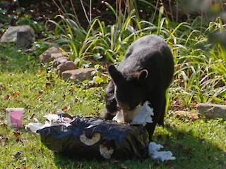 DNR: Take Steps Now To Avoid Potential Conflicts With Black Bears Article Image