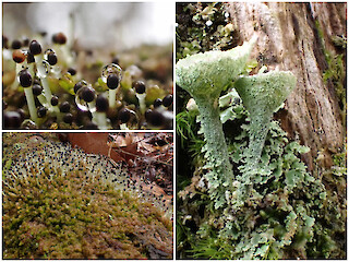 Natural Connections: Leafy Liverworts Article Image