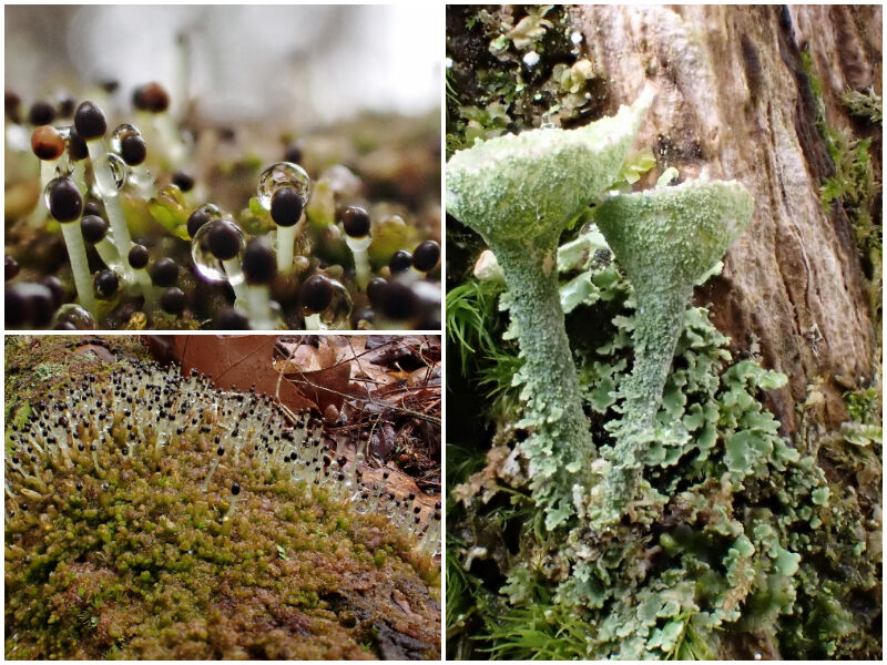 Natural Connections: Leafy Liverworts