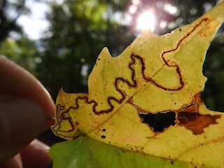Natural Connections: A Writer’s Perspective Article Image