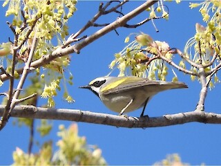 Natural Connections: Golden-Winged Warbler Article Image