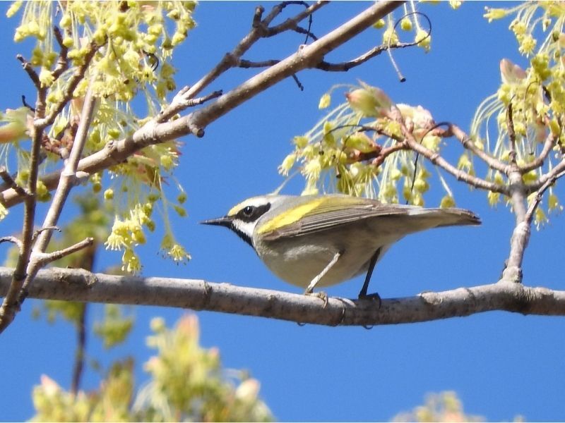 Natural Connections: Golden-Winged Warbler