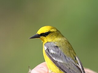 Natural Connections: Two Colors Of Warblers Article Image