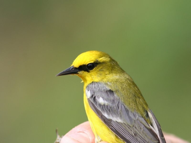 Natural Connections: Two Colors Of Warblers