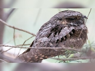 Natural Connections: Whip-Poor-Will Article Image
