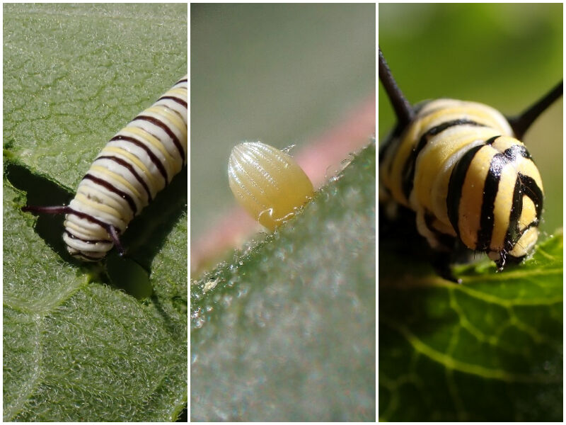 Natural Connections: A Heat Wave Makes The Caterpillars Grow