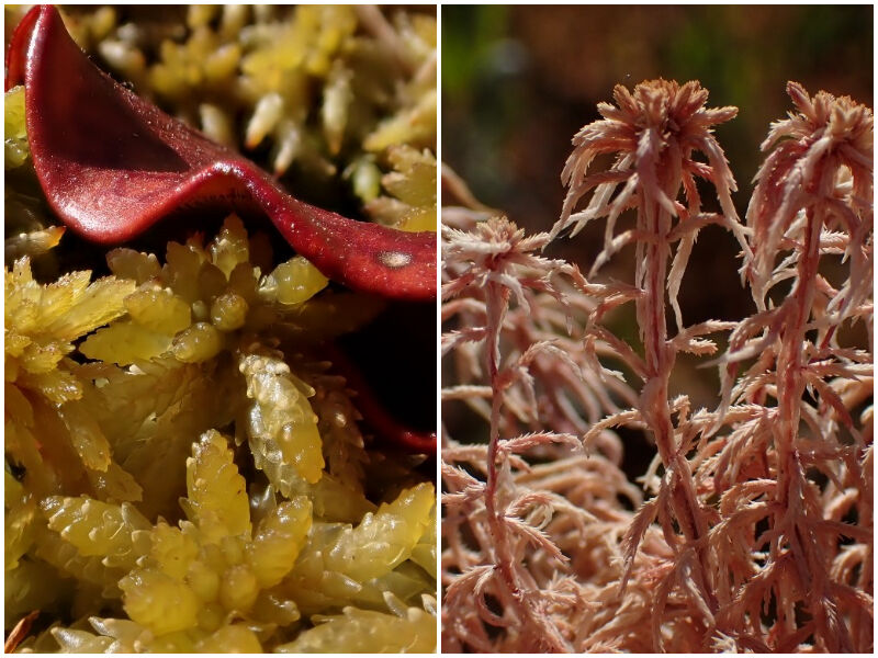 Natural Connections: The Myths And Mysteries Of Sphagnum Moss
